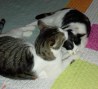 Tom_Cispa (6)